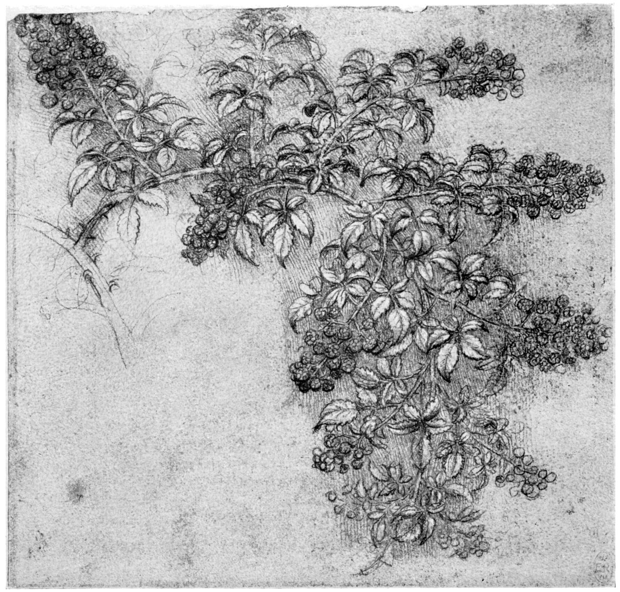 Estudo de um ramo de amora-preta, final do século XV ou início do século XVI, 1954 de Leonardo da Vinci