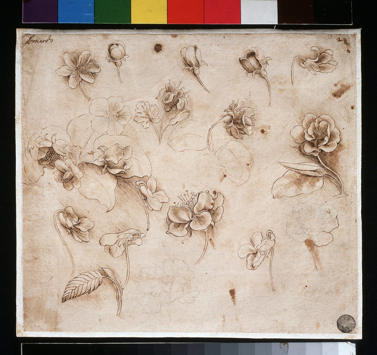 Estudo das flores - tinta sobre papel, c. 1483 de Leonardo da Vinci