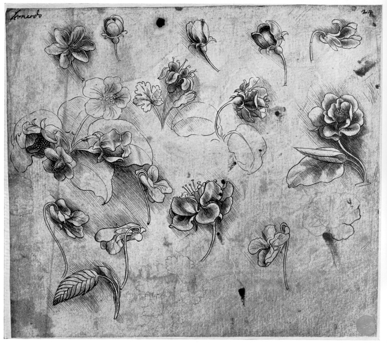Estudo de flores, c1481-1483 1954. de Leonardo da Vinci