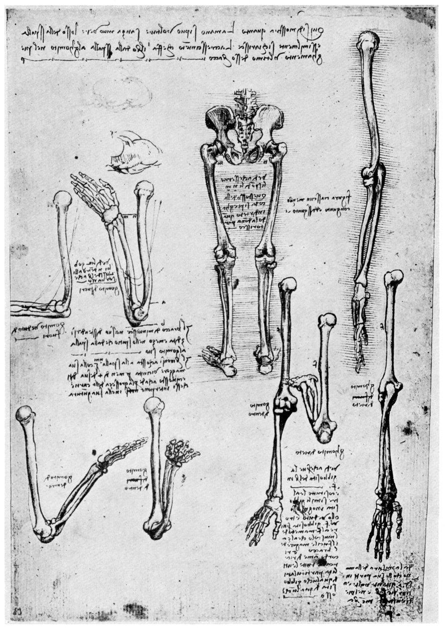 Estudo de ossos humanos, finais dos séculos XV ou XVI, 1954. de Leonardo da Vinci