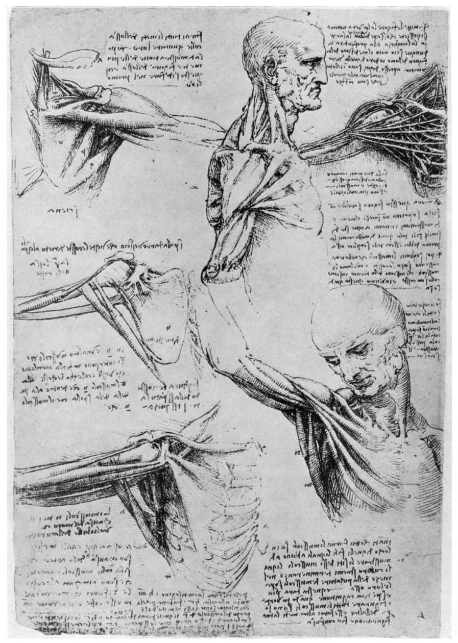 Estudo das articulações do ombro, 1510-1511 1954 de Leonardo da Vinci