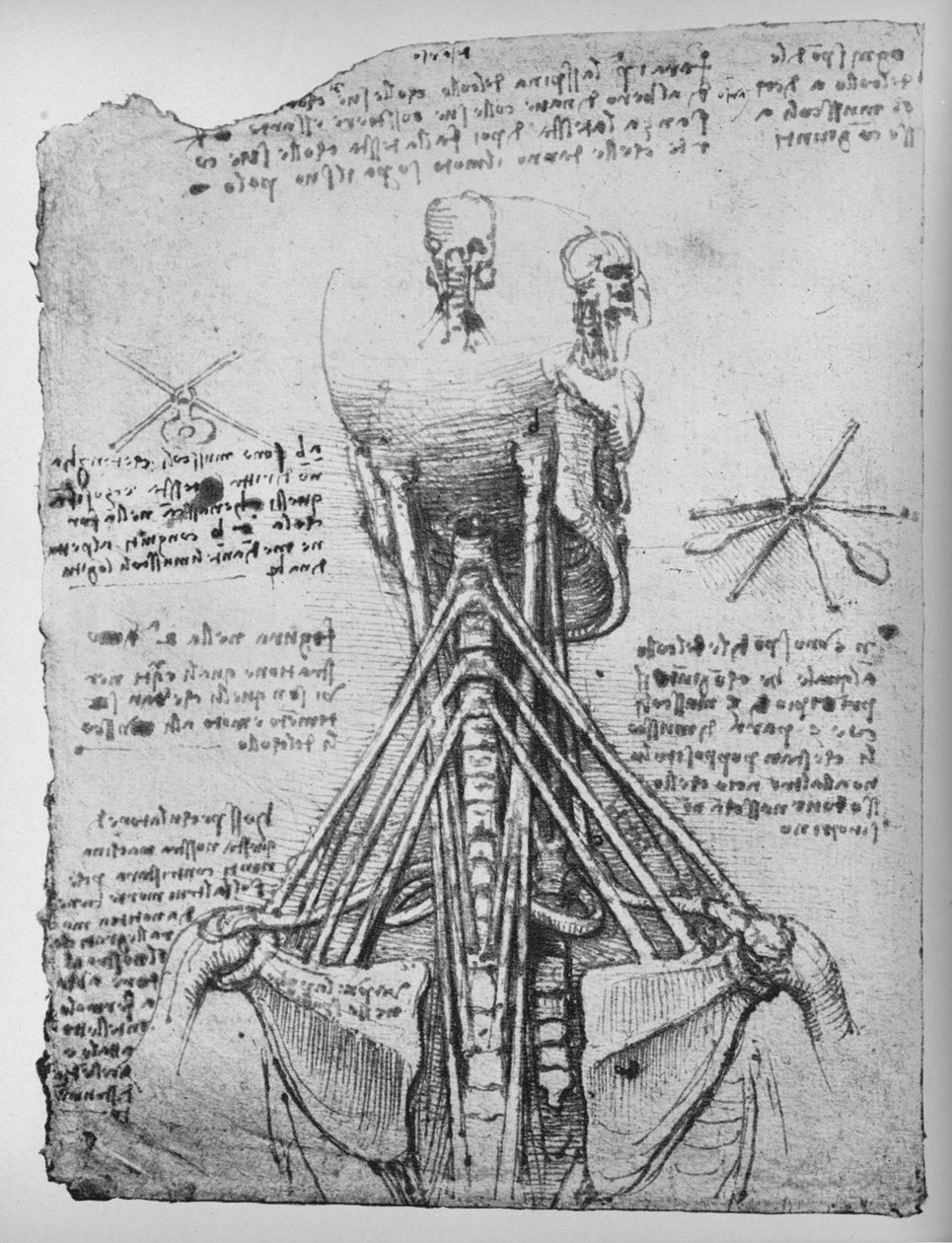 Estudo da vista traseira de um esqueleto, mostrando os tendões do pescoço, c1480 1945 de Leonardo da Vinci