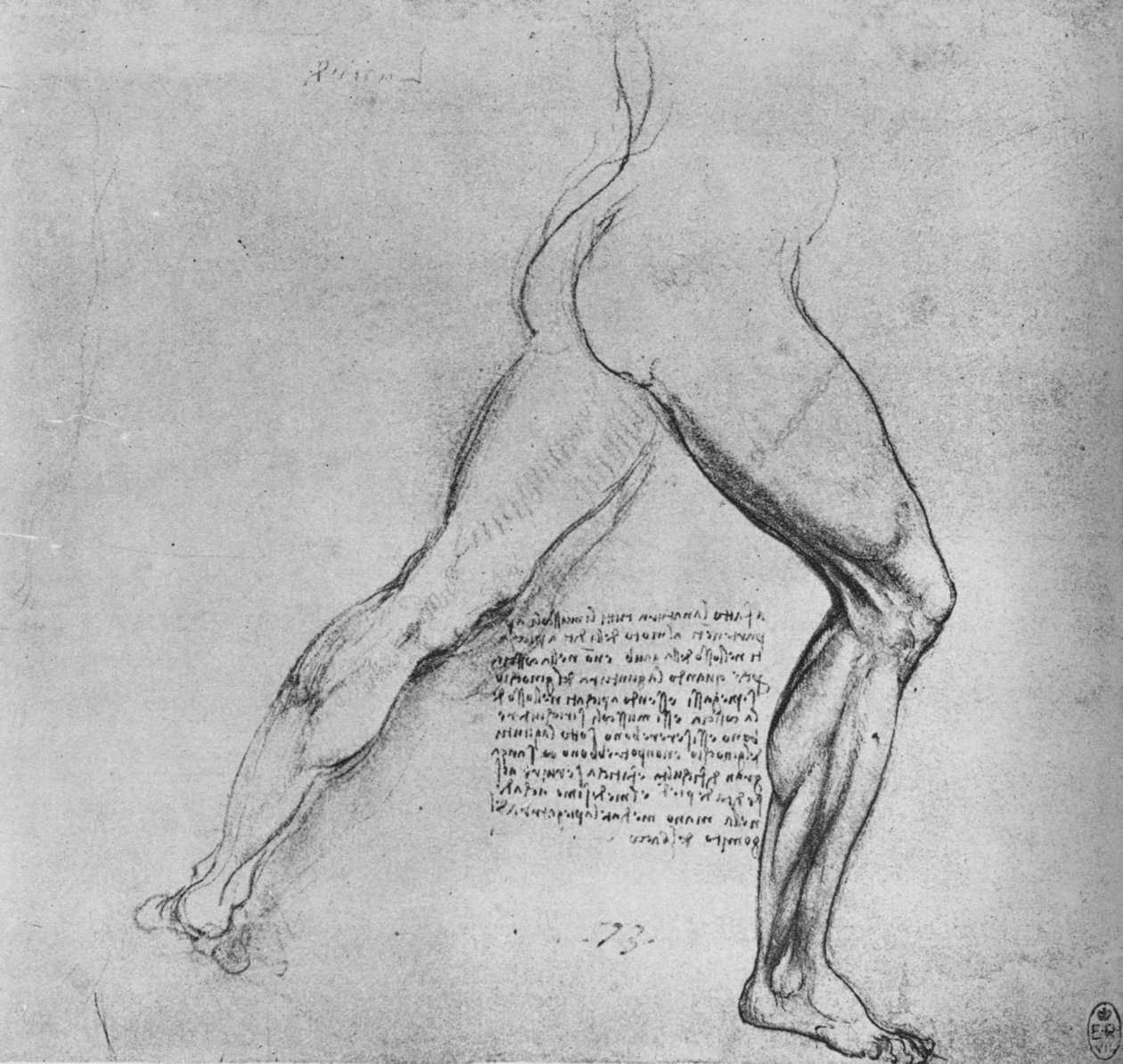 Estudo das pernas de um homem que se aperta à direita, c1480 1945 de Leonardo da Vinci