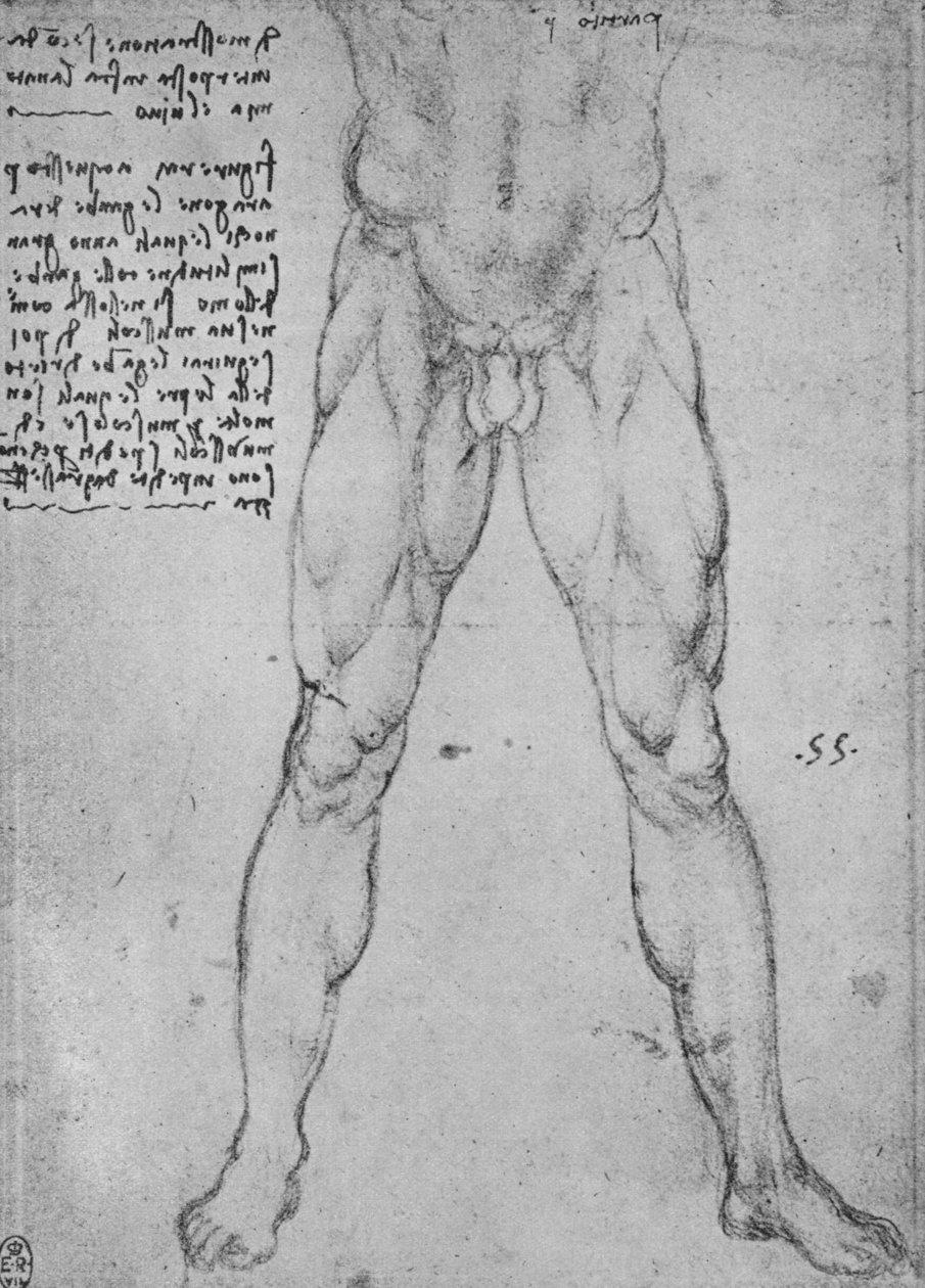 Estudo da metade inferior de um homem nu voltado para a frente, c1480 1945 de Leonardo da Vinci