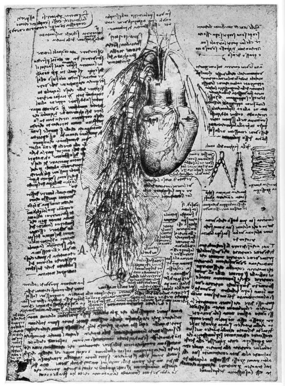 Estudo do coração e das artérias brônquicas, final do século XV ou início do século XVI, 1954 de Leonardo da Vinci