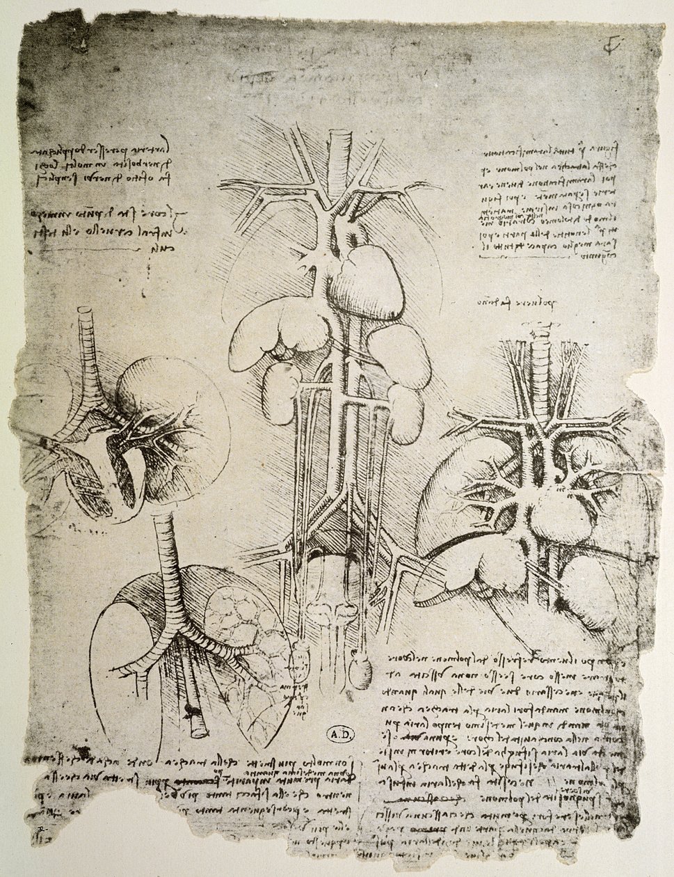 O Coração e a Circulação, fac-símile do livro de Windsor (caneta e tinta no papel) de Leonardo da Vinci