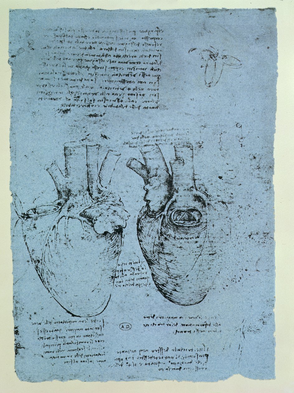 The Heart, fac-símile do livro de Windsor (caneta e tinta no papel) de Leonardo da Vinci