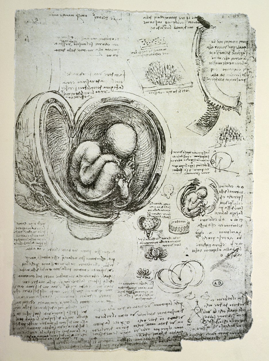 O Feto Humano no Ventre, cópia fac-símile de Leonardo da Vinci