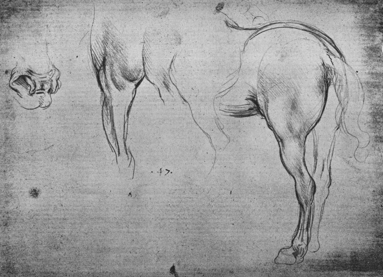 Três esboços de um cavalo quartos traseiros e uma de suas narinas, c1480 1945 de Leonardo da Vinci