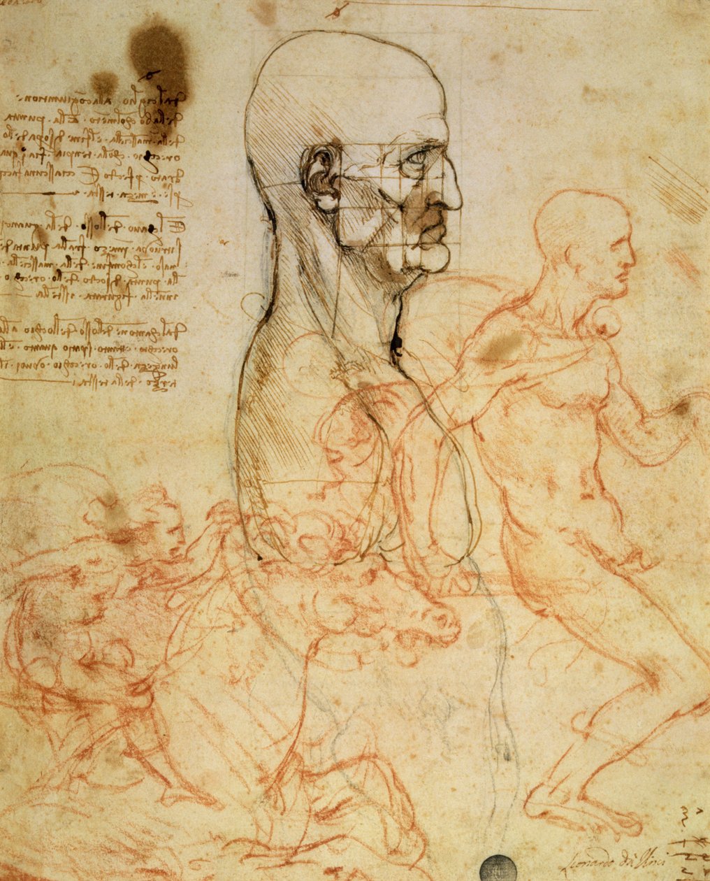 Tronco de um homem no perfil, a cabeça ao quadrado para a proporção e esboços de dois cavaleiros, c.1490 e c.1504 (caneta e tinta e giz vermelho sobre metalpoint em papel de Leonardo da Vinci