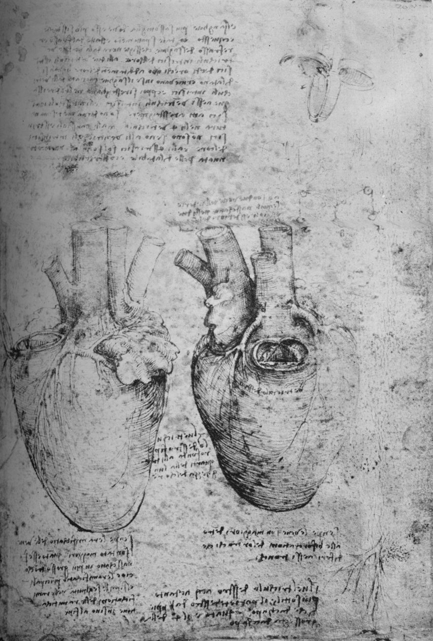 Dois Desenhos do Coração, c1480 1945 de Leonardo da Vinci