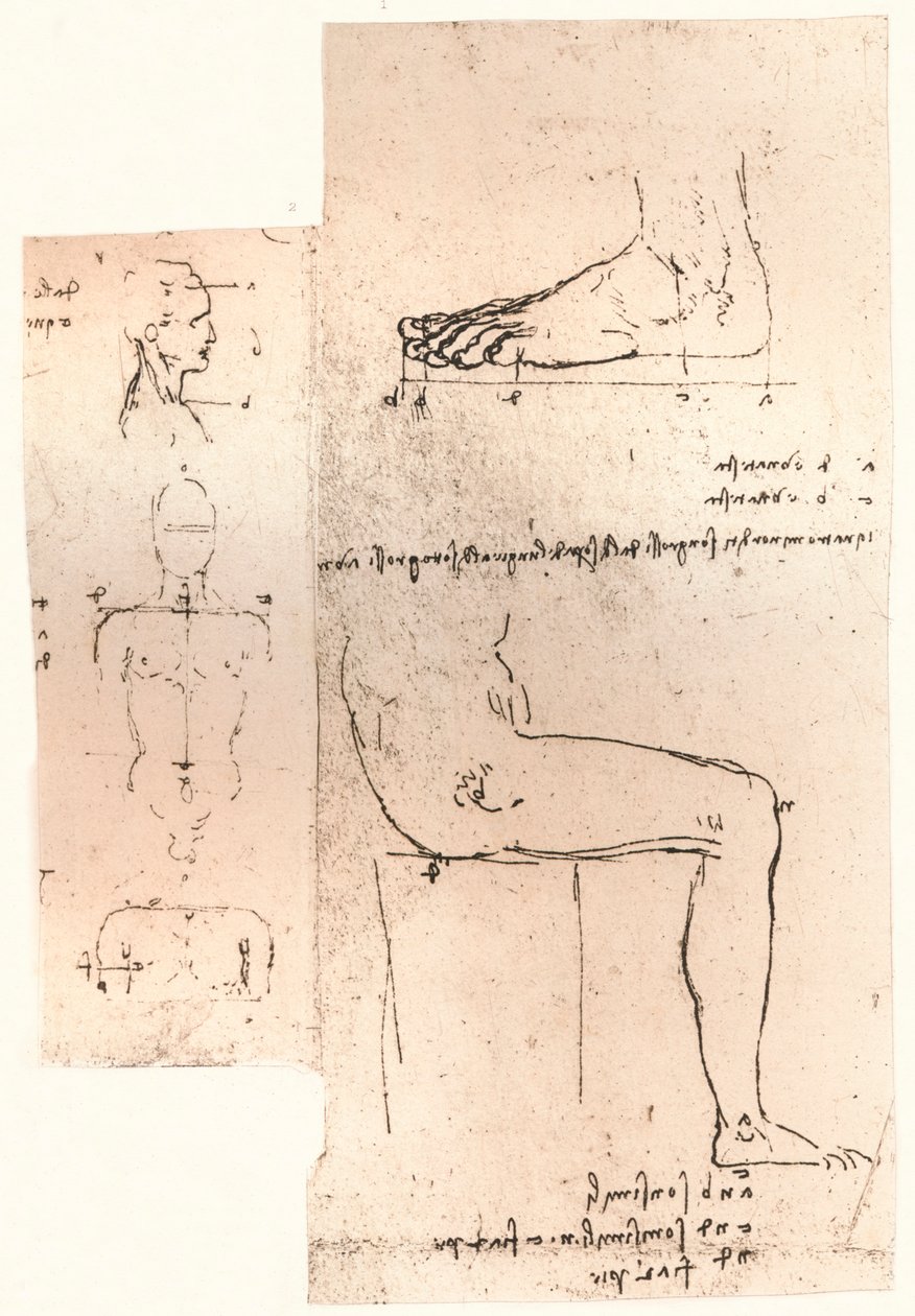 Dois desenhos ilustrando a teoria das proporções da figura humana, c1472-c1519 1883 de Leonardo da Vinci