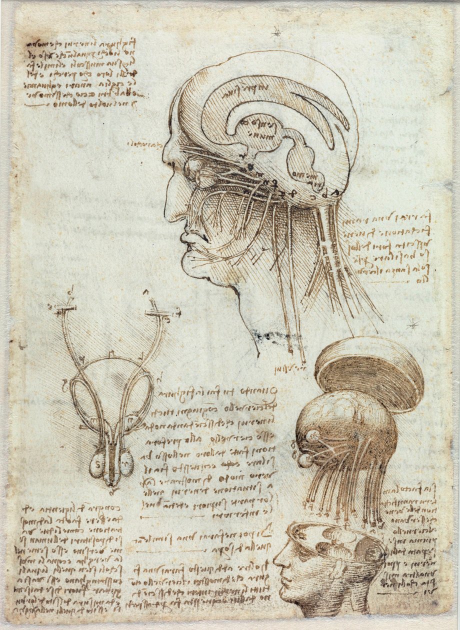 Imagem desconhecida de Leonardo da Vinci