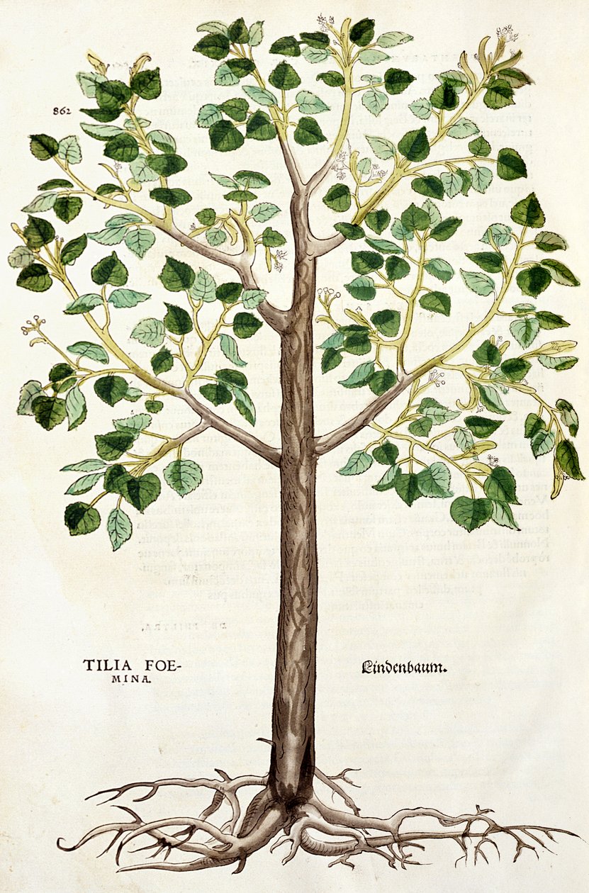 Uma mulher foi derrubada, Lindenbaum, ou Tília, a partir de "A história das plantas de Leonhard Fuchs