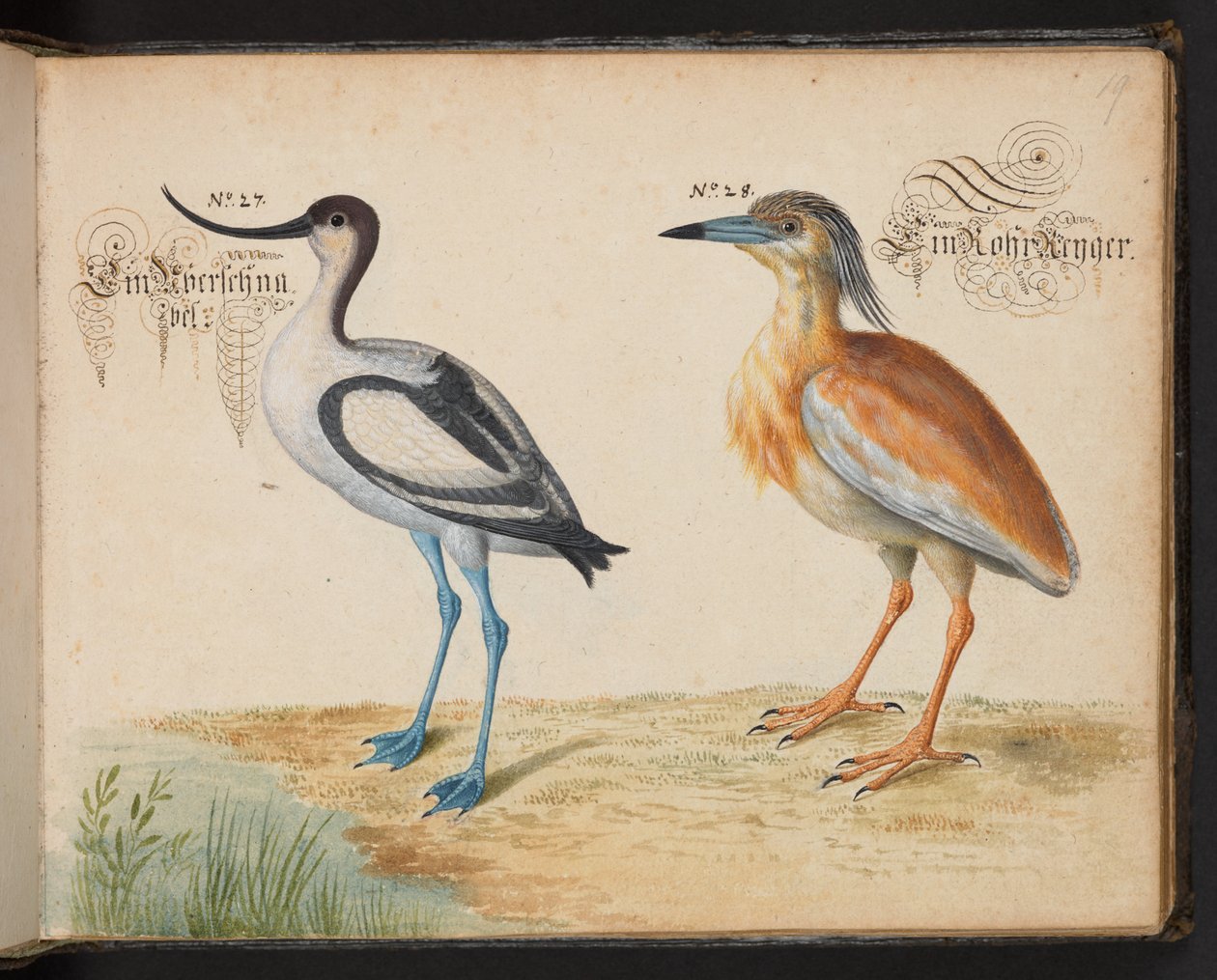 Adicionar 6485 f.19 Avocet e Squacco Heron de Leonhard Baldner
