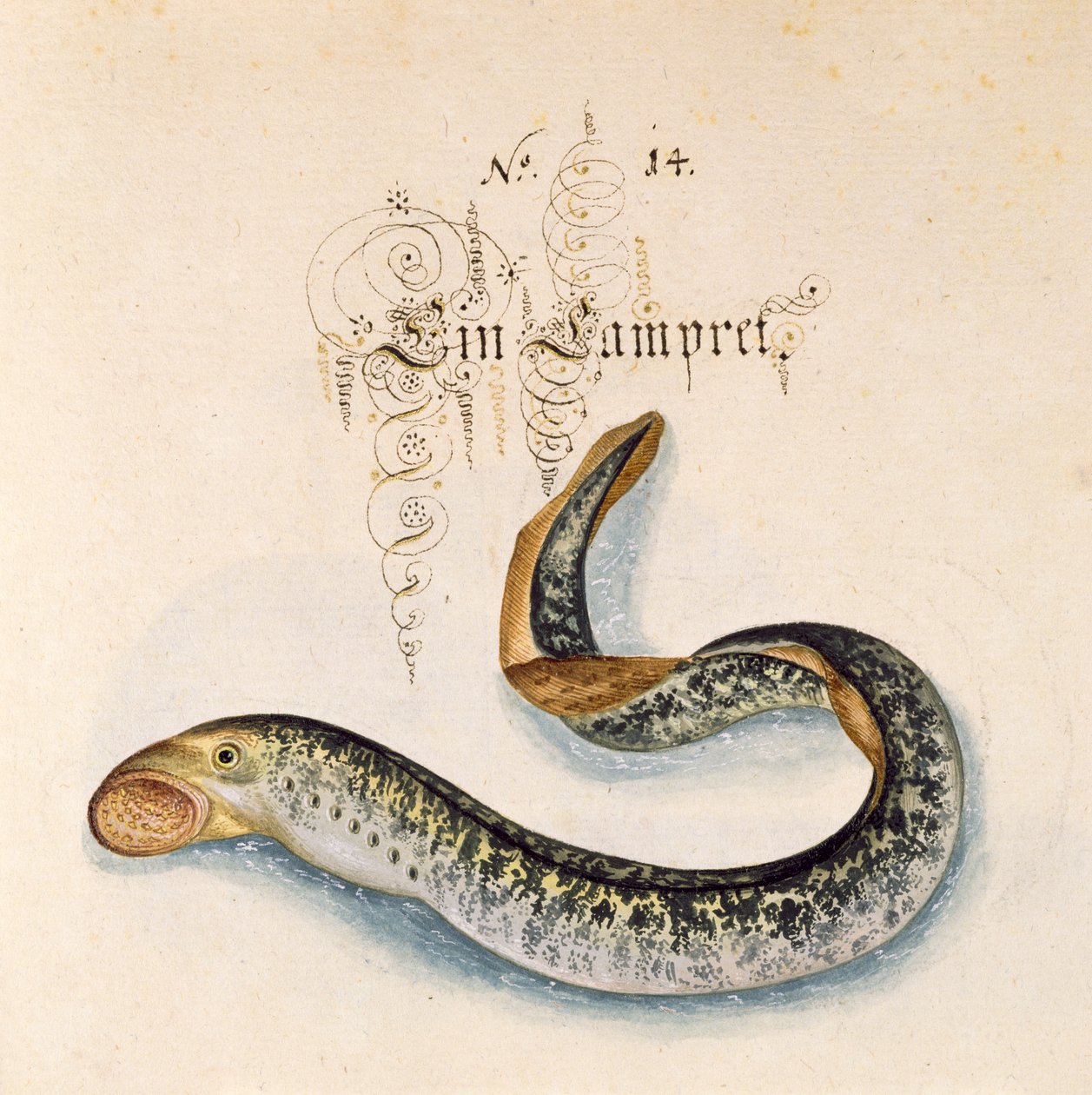 Adicionar 6485 f.50 Sea Lamprey de Leonhard Baldner