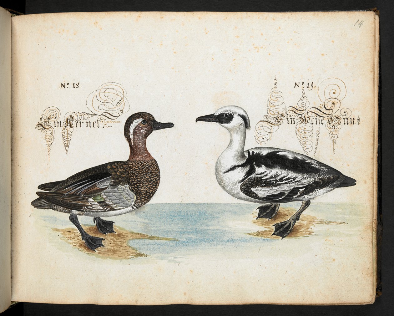 Adicionar MS 6485 de Leonhard Baldner