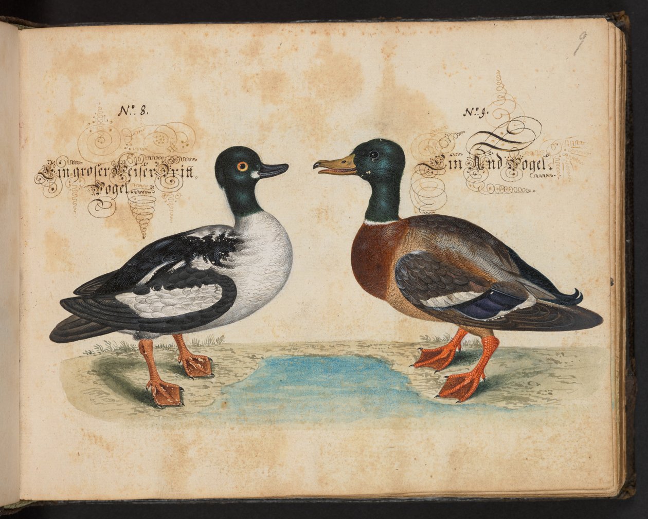 "Uma descrição e Delineação natural exacta das aves aquáticas, peixes, animais de quatro pés, insectos e vermes, que se encontram nas águas de Estrasburgo [Estrasburgo], que eu próprio matei e tratei. Leonard Baldner, Fisher and Citizen in Strassburg", c de Leonhard Baldner