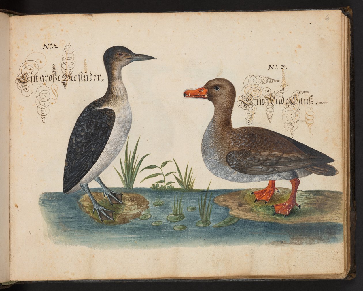 "Uma descrição e Delineação natural exacta das aves aquáticas, peixes, animais de quatro pés, insectos e vermes, que se encontram nas águas de Estrasburgo [Estrasburgo], que eu próprio matei e tratei. Leonard Baldner, Fisher and Citizen in Strassburg", c de Leonhard Baldner