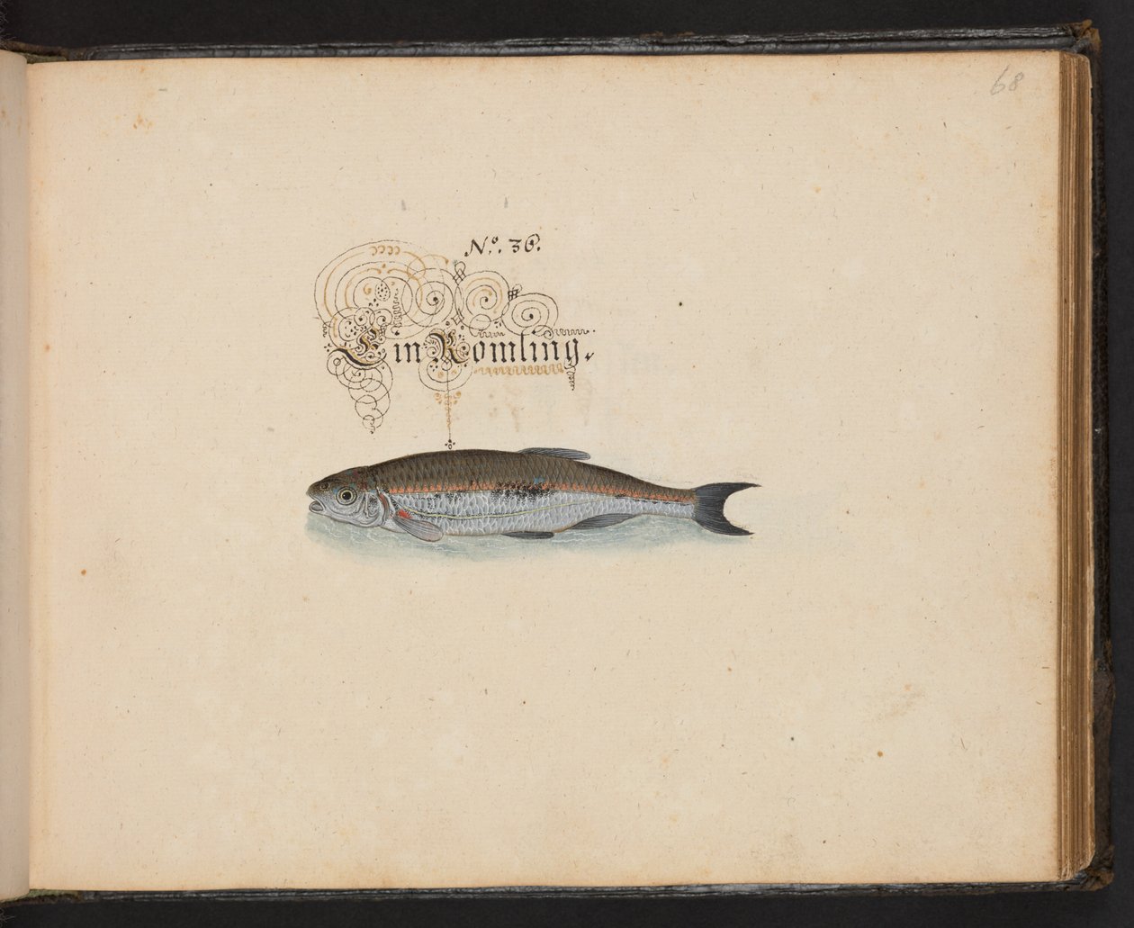 "Uma descrição e Delineação natural exacta das aves aquáticas, peixes, animais de quatro pés, insectos e vermes, que se encontram nas águas de Estrasburgo [Estrasburgo], que eu próprio matei e tratei. Leonard Baldner, Fisher and Citizen in Strassburg", c de Leonhard Baldner