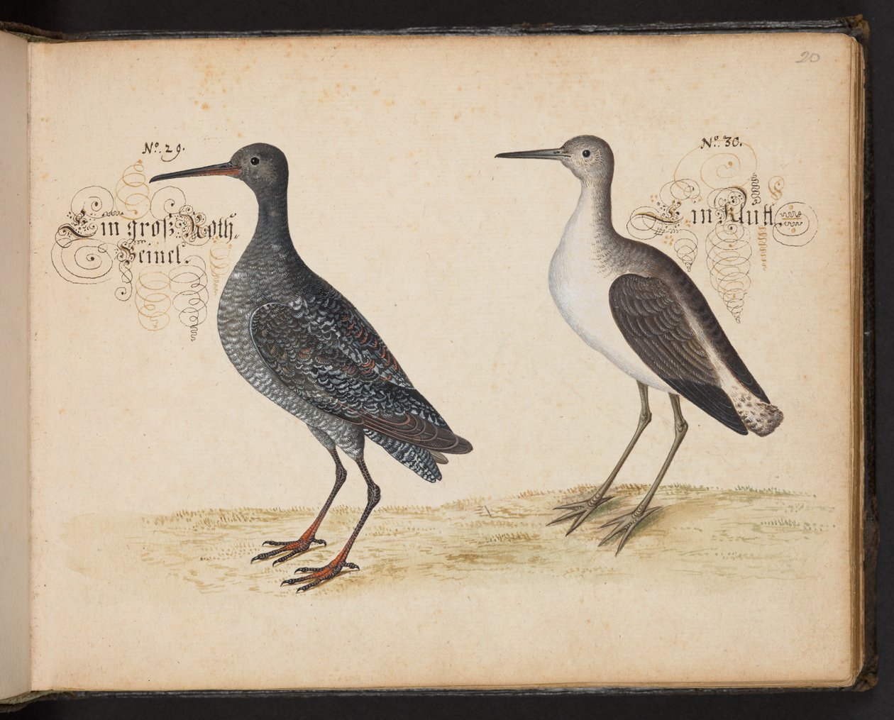 "Uma descrição e Delineação natural exacta das aves aquáticas, peixes, animais de quatro pés, insectos e vermes, que se encontram nas águas de Estrasburgo [Estrasburgo], que eu próprio matei e tratei. Leonard Baldner, Fisher and Citizen in Strassburg", c de Leonhard Baldner