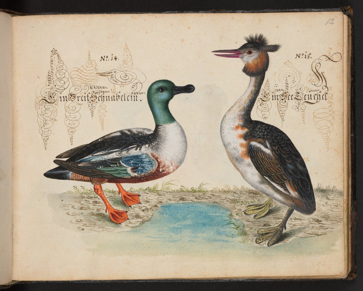 "Uma descrição e Delineação natural exacta das aves aquáticas, peixes, animais de quatro pés, insectos e vermes, que se encontram nas águas de Estrasburgo [Estrasburgo], que eu próprio matei e tratei. Leonard Baldner, Fisher and Citizen in Strassburg", c de Leonhard Baldner