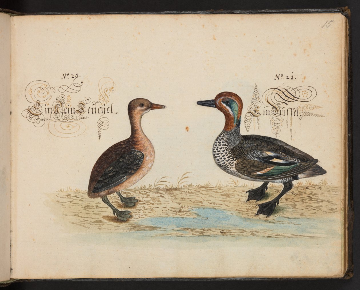 "Uma descrição e Delineação natural exacta das aves aquáticas, peixes, animais de quatro pés, insectos e vermes, que se encontram nas águas de Estrasburgo [Estrasburgo], que eu próprio matei e tratei. Leonard Baldner, Fisher and Citizen in Strassburg", c de Leonhard Baldner