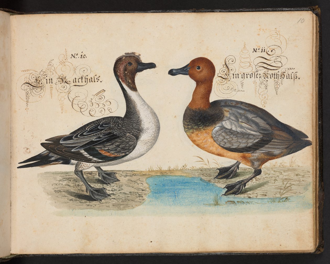 "Uma descrição e Delineação natural exacta das aves aquáticas, peixes, animais de quatro pés, insectos e vermes, que se encontram nas águas de Estrasburgo [Estrasburgo], que eu próprio matei e tratei. Leonard Baldner, Fisher and Citizen in Strassburg", c de Leonhard Baldner