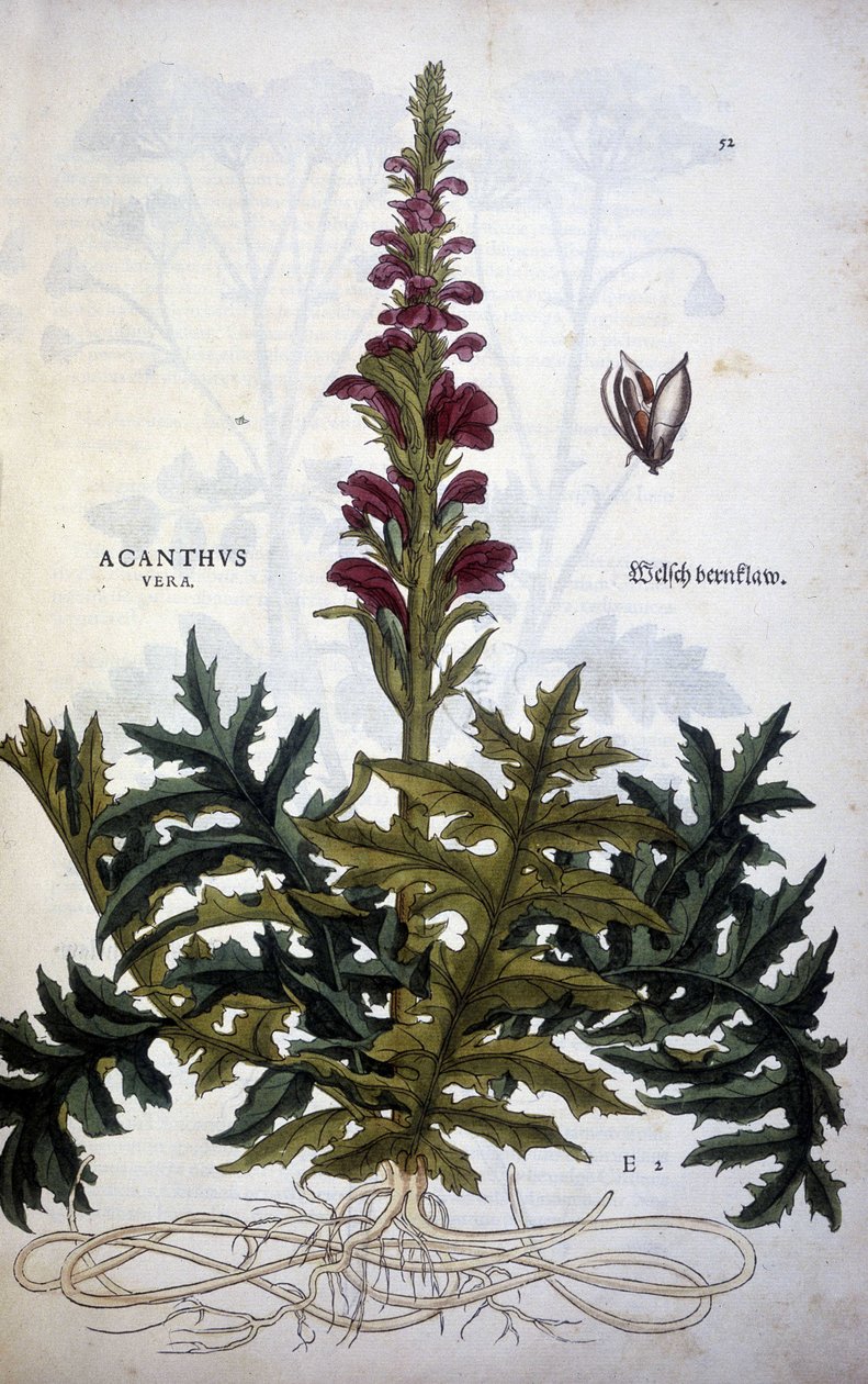 Placa botânica: Acanthus ou Acanthus - in "De Historia Stirpium commentarii insignias" de Leonhart Fuchs de Leonhard Fuchs