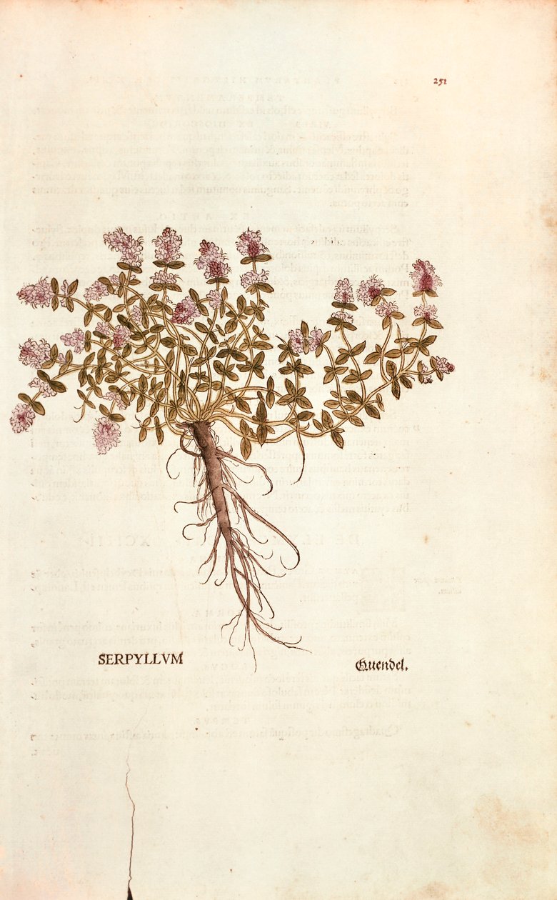Breckland ou Tomilho Selvagem (Thymus serpyllum) por Leonhart Fuchs de De historia stirpium commentarii insignes (Notable Commentaries on the History of Plants) gravura colorida de Leonhard Fuchs