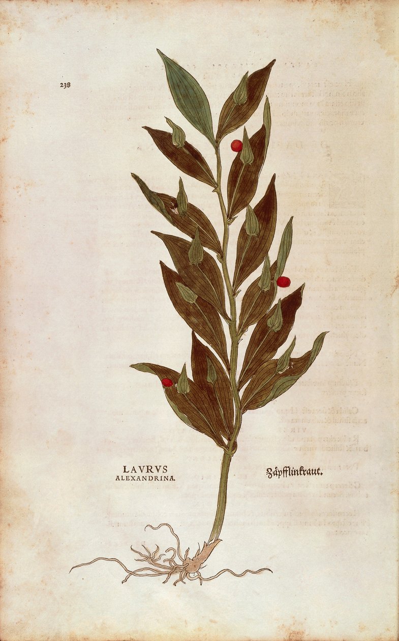 Vassoura de Talho ou Joelho Holly - Ruscus aculeatus (Laurus alexandrina) de Leonhart Fuchs de De historia stirpium commentarii insignes (Notable Commentaries on the History of Plants) gravura colorida de Leonhard Fuchs