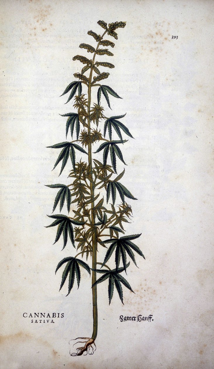 Cannabis Sativa (Cultivo de cânhamo) - em "De Historia Stirpium commentarii insígnia" de Leonhart Fuchs de Leonhard Fuchs