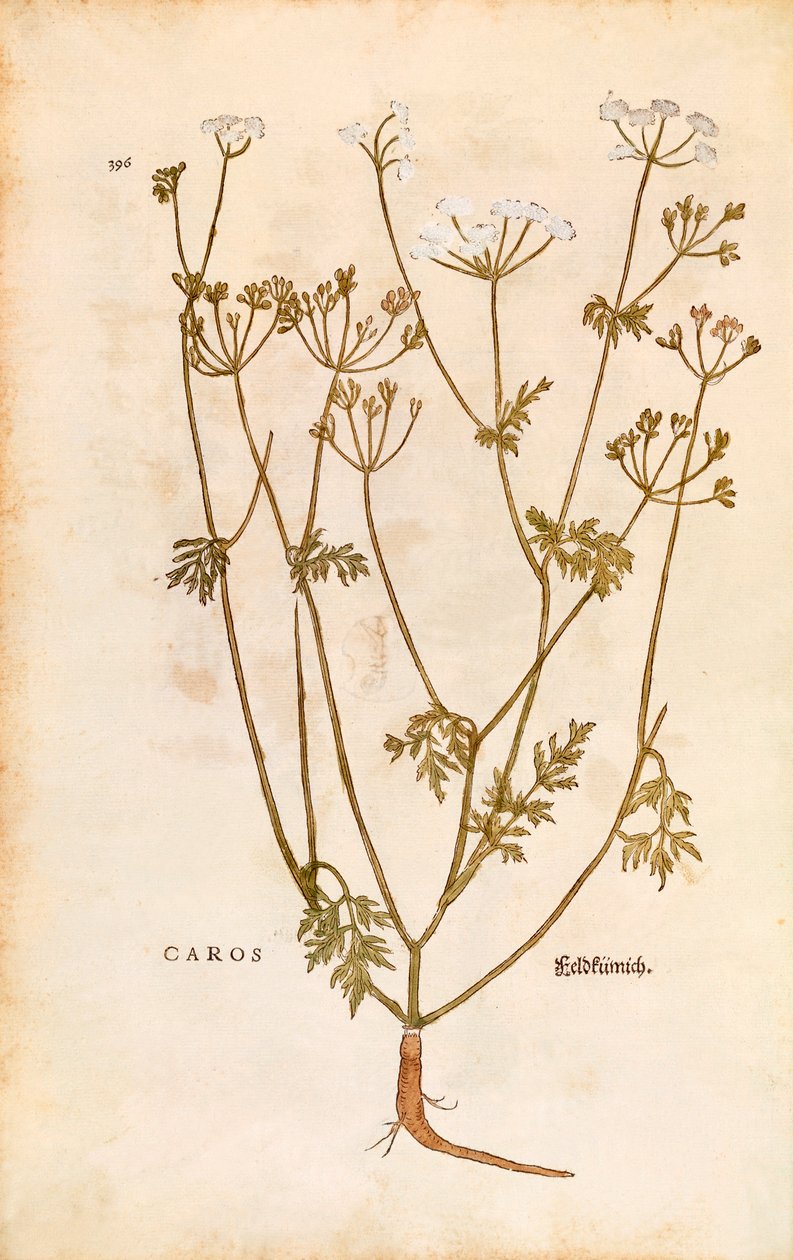 Caraway - Carum carvi (Caros) de Leonhart Fuchs de De historia stirpium commentarii insignes (Notable Commentaries on the History of Plants) gravura colorida de Leonhard Fuchs