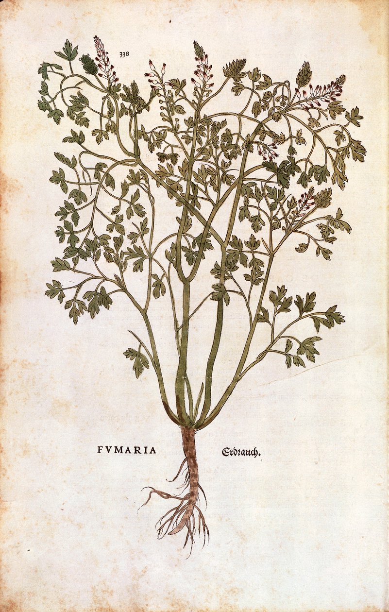 Fumária Comum (Fumaria officinalis) de Leonhard Fuchs