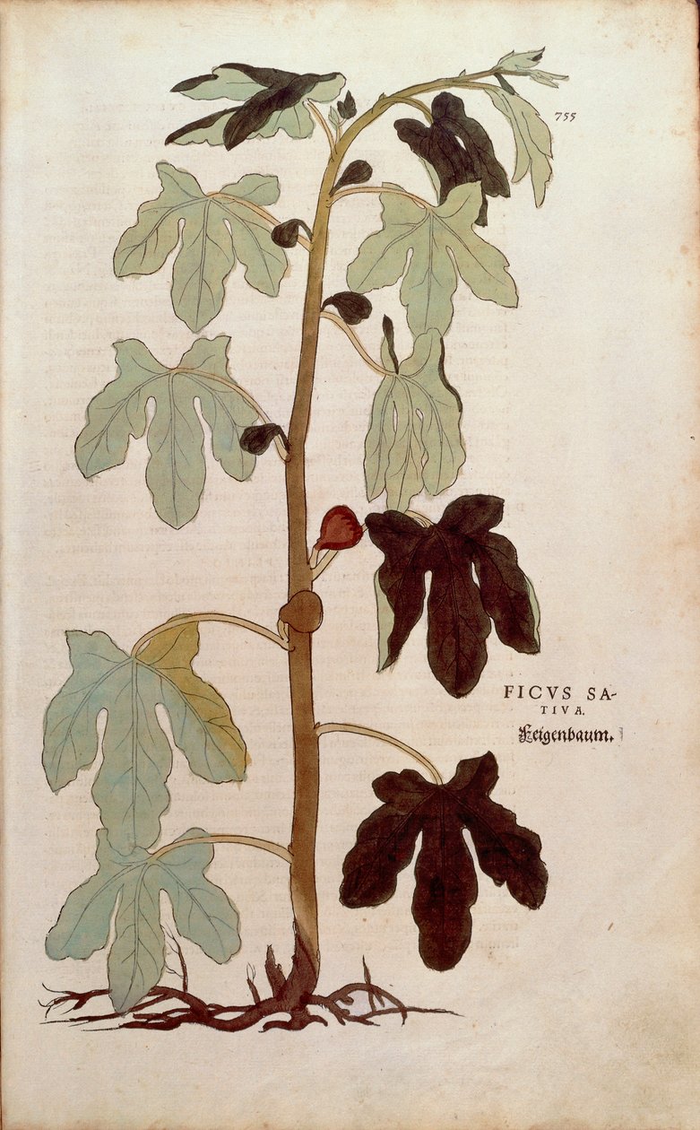 Figo comum - Ficus carica (Ficus sativa) de Leonhart Fuchs de De historia stirpium commentarii insignes (Notable Commentaries on the History of Plants), gravura colorida de Leonhard Fuchs