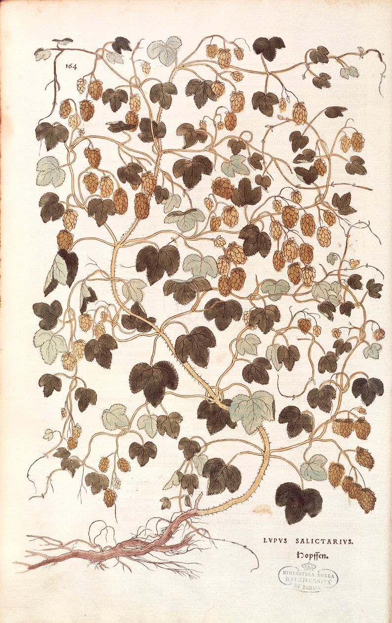 Lúpulo comum - Humulus lupulus (Lupus salictarius) de Leonhart Fuchs de De historia stirpium commentarii insignes (Notable Commentaries on the History of Plants) gravura colorida de Leonhard Fuchs