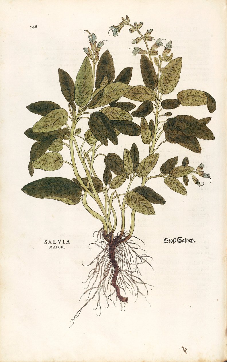 Salvia officinalis (Salvia maior) de Leonhart Fuchs de De historia stirpium commentarii insignes (Notable Commentaries on the History of Plants) gravura colorida de Leonhard Fuchs