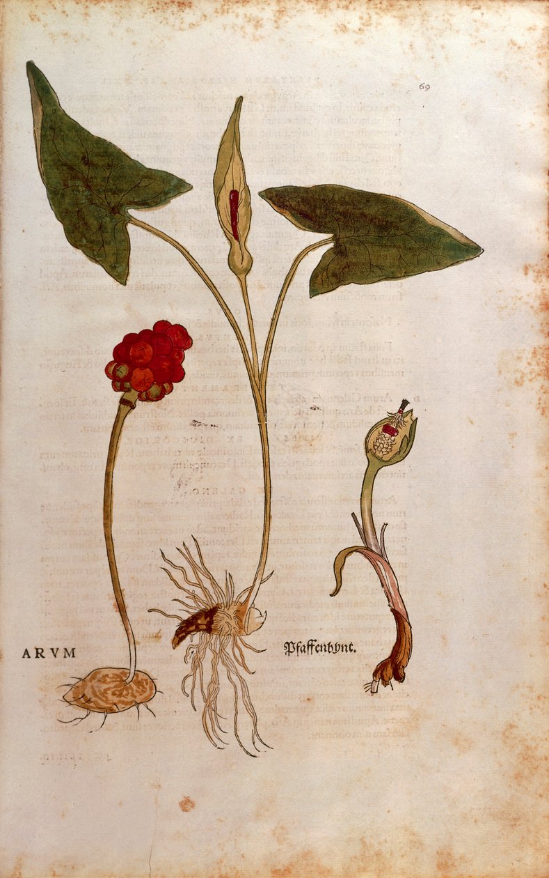 Cuckoo Pint ou Lords-and-Ladies italianos - Arum italicum (Arum) de Leonhart Fuchs de De historia stirpium commentarii insignes (Notable Commentaries on the History of Plants), gravura colorida de Leonhard Fuchs