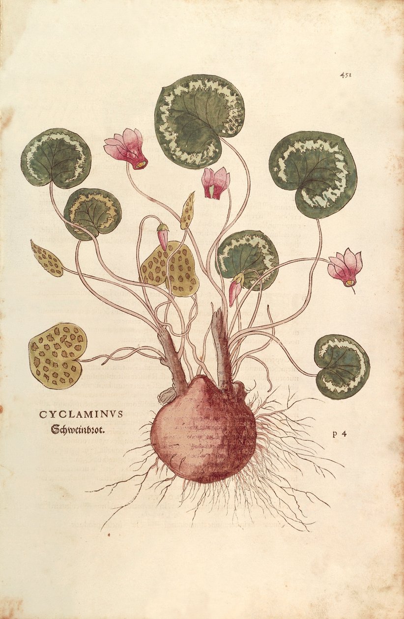 Cyclamen (Cyclaminus) de Leonhart Fuchs de De historia stirpium commentarii insignes (Notable Commentaries on the History of Plants) gravura colorida de Leonhard Fuchs