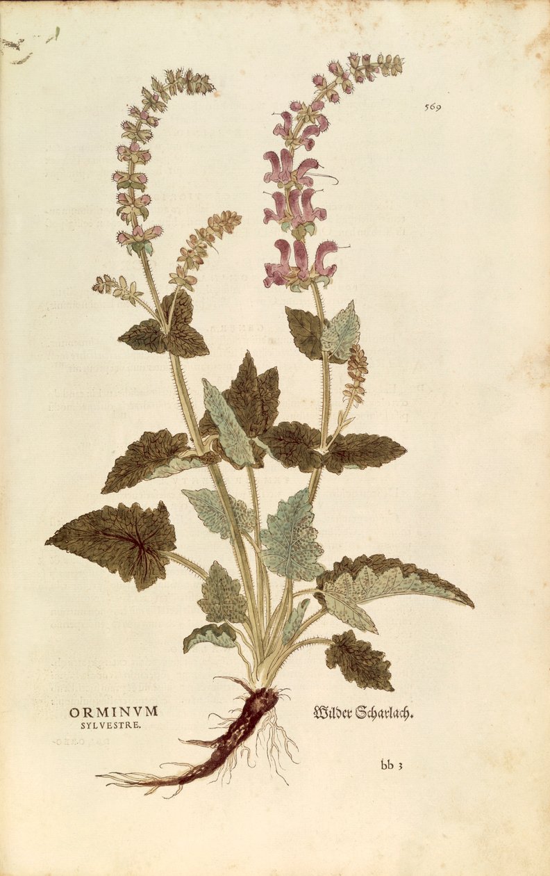 Dragonmouth (Horminum ou Orminum sylvestre) de Leonhart Fuchs de De historia stirpium commentarii insignes (Notable Commentaries on the History of Plants), gravura colorida de Leonhard Fuchs