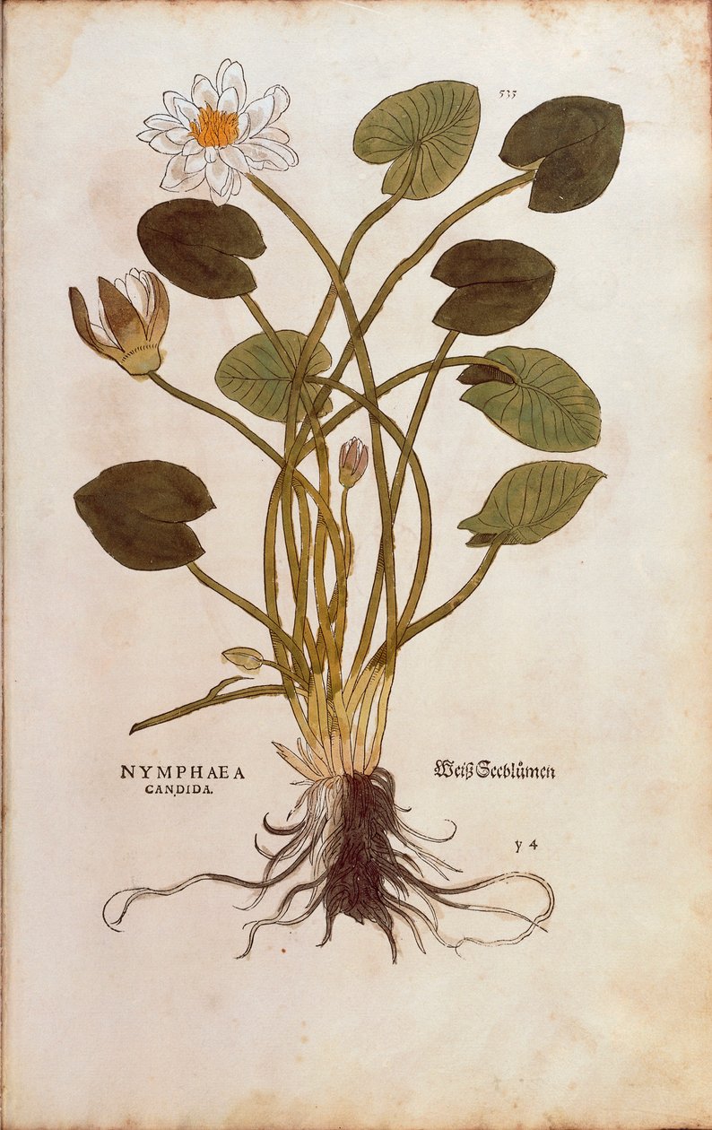 Nymphaea alba (Nymphaea candida) de Leonhart Fuchs de De historia stirpium commentarii insignes (Notable Commentaries on the History of Plants), gravura colorida de Leonhard Fuchs