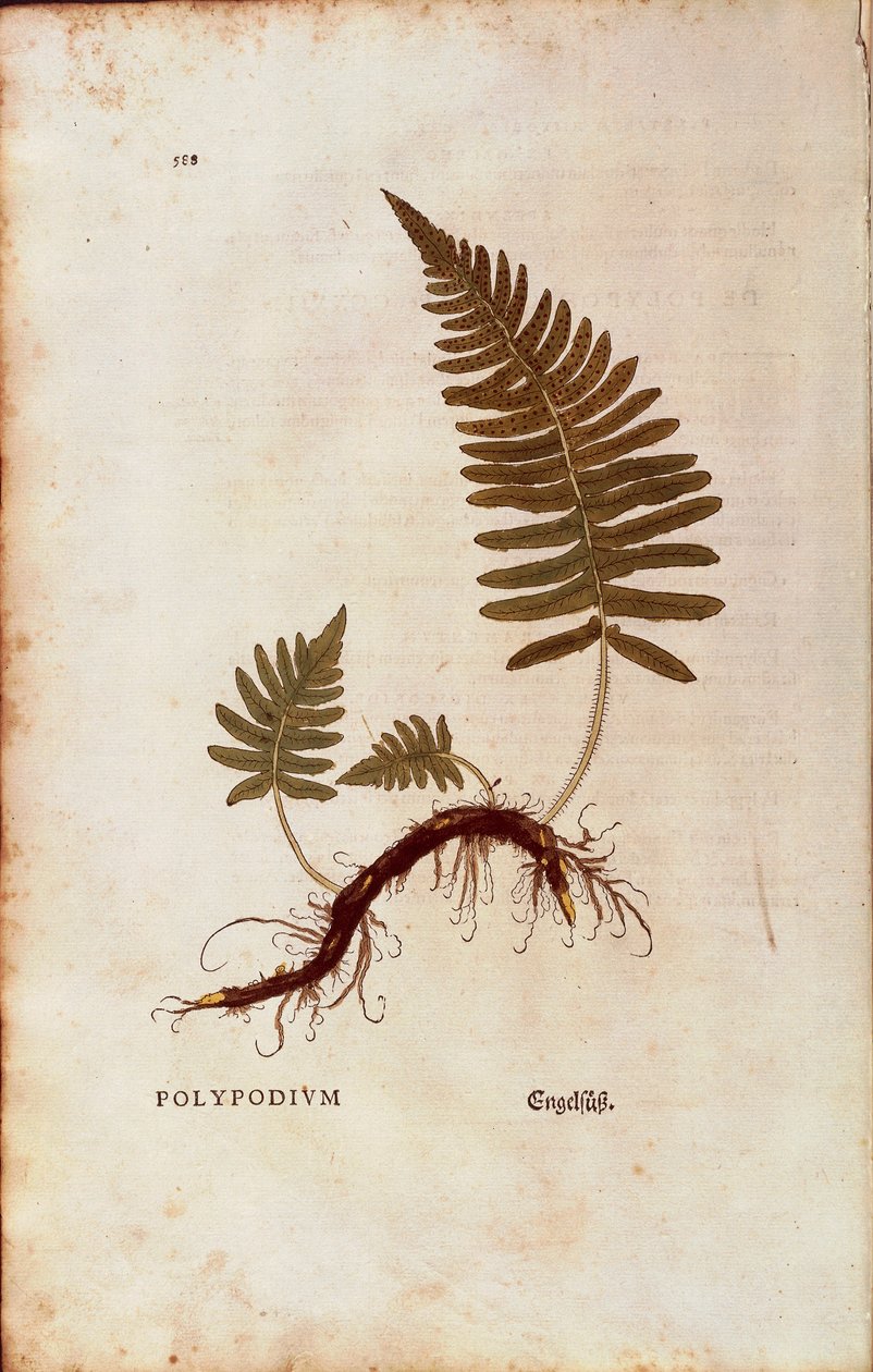Samambaia, polipodia comum (Polypodium vulgare) de Leonhart Fuchs de De historia stirpium commentarii insignes (Notable Commentaries on the History of Plants) gravura colorida de Leonhard Fuchs