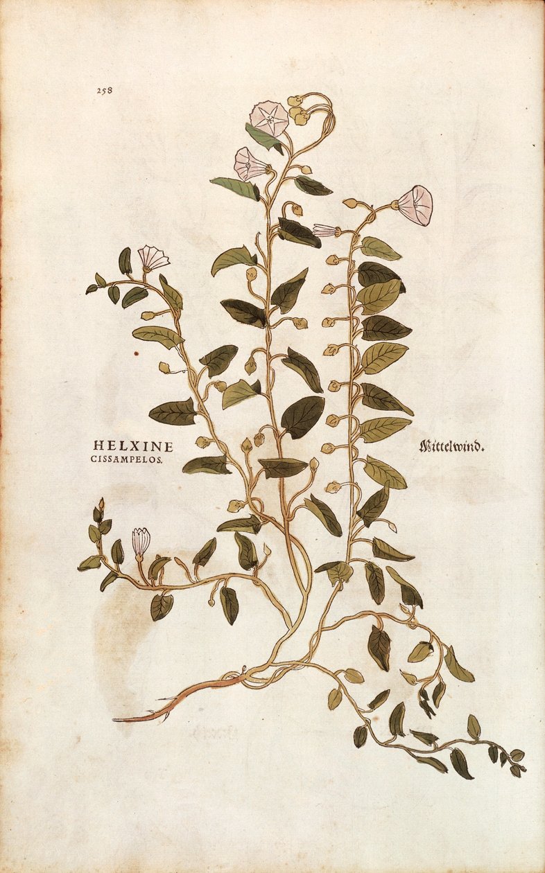 Field bindweed - Convolvulus arvensis (Helxine cissampelos) de Leonhart Fuchs de De historia stirpium commentarii insignes (Notable Commentaries on the History of Plants) gravura colorida de Leonhard Fuchs