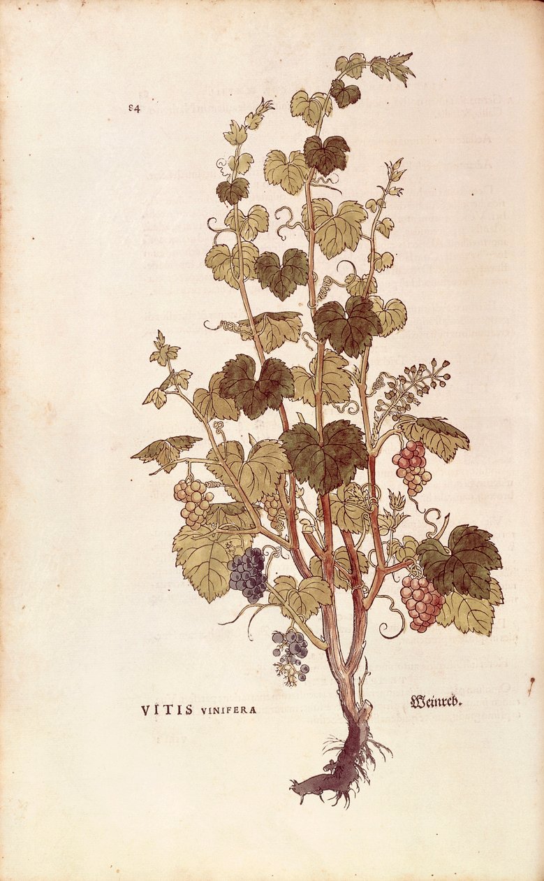 Vinha (Vitis vinifera) de Leonhart Fuchs de De historia stirpium commentarii insignes (Notable Commentaries on the History of Plants), gravura colorida de Leonhard Fuchs