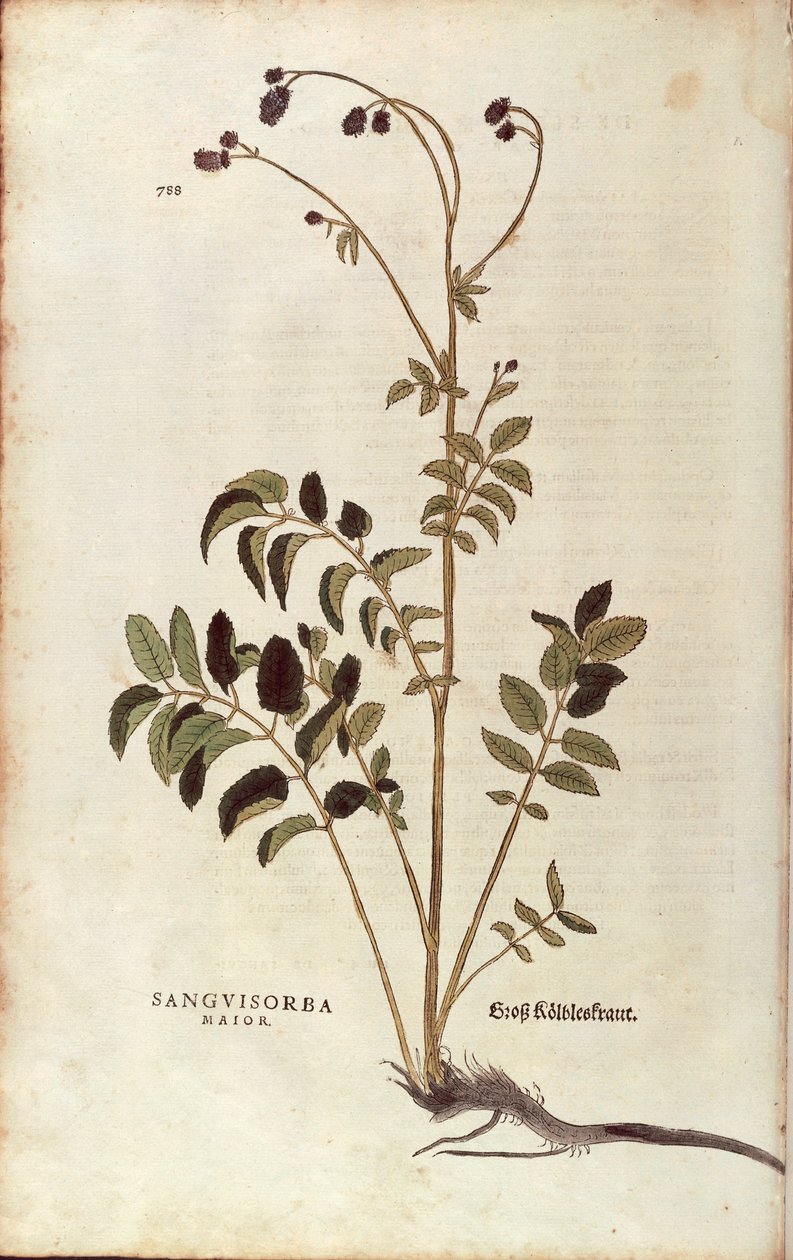 Grande Burnet - Sanguisorba officinalis (Sanguisorba major) de Leonhart Fuchs de De historia stirpium commentarii insignes (Notable Commentaries on the History of Plants) gravura colorida de Leonhard Fuchs