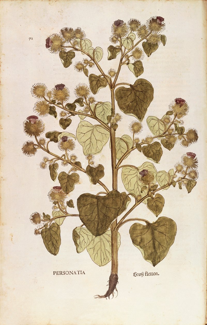 Greater Burdock - Arctium lappa (Personatia) de Leonhart Fuchs de De historia stirpium commentarii insignes (Notable Commentaries on the History of Plants), gravura colorida de Leonhard Fuchs
