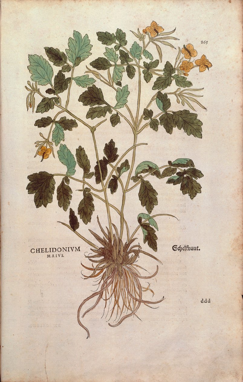 Greater celandine (Chelidonium majus) de Leonhart Fuchs de De historia stirpium commentarii insignes (Notable Commentaries on the History of Plants) gravura colorida de Leonhard Fuchs