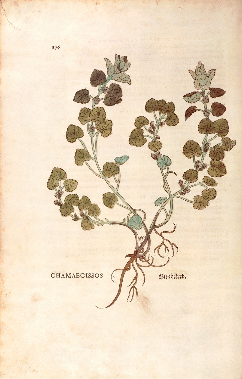 Ground-ivy - Glechoma hederacea (Chamaecissos) de Leonhart Fuchs de De historia stirpium commentarii insignes (Notable Commentaries on the History of Plants), gravura colorida de Leonhard Fuchs