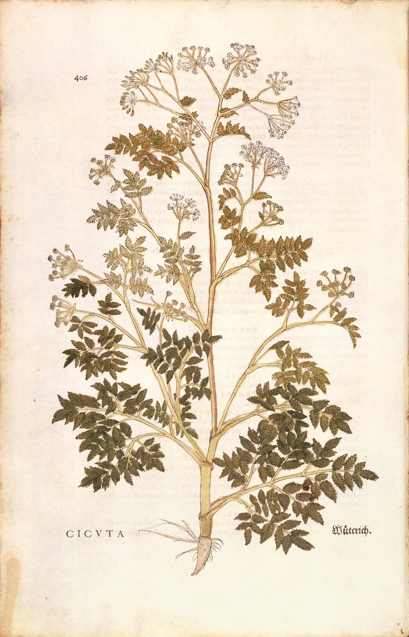 Hemlock - Conium maculatum (Cicuta) de Leonhart Fuchs da De historia stirpium commentarii insignes (Notable Commentaries on the History of Plants), gravura colorida de Leonhard Fuchs