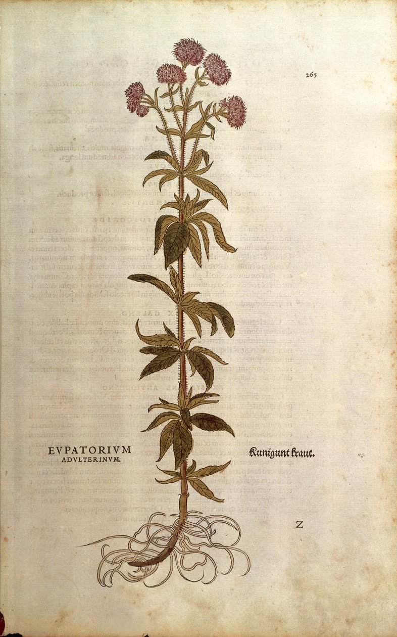 Hemp-agrimony - Eupatorium cannabinum (Eupatorium adulterinum) de Leonhart Fuchs de De historia stirpium commentarii insignes (Notable Commentaries on the History of Plants), gravura colorida de Leonhard Fuchs